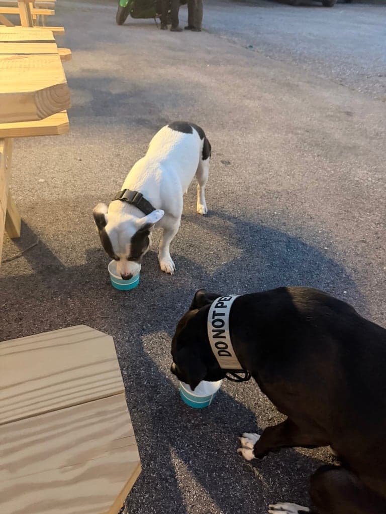 Two dogs digging into their own cups on the Just Chillin patio, next to the picnic tables